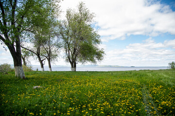 summer glade facing the river