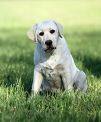 sweet yellow labrador in the park