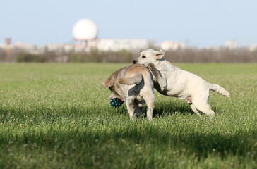 two sweet yellow labradors in the park