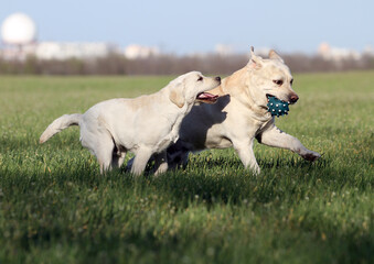 two lovely nice sweet yellow labradors in the park