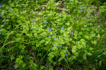the flowers of Veronica chamaedrys