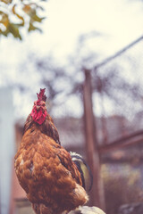 Ordinary red walking in paddock. Brown rooster walking in an aviary on an autumn day on a farm