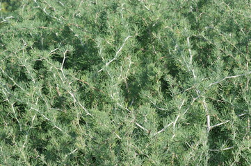 Fototapeta na wymiar Plant (Asparagus albus)
