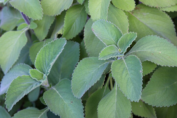 Boldo is a medicinal plant widely used as a home remedy.