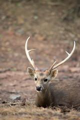 The Hog Deer is a small deer whose habitat ranges from Pakistan, through northern India, to mainland southeast Asia.