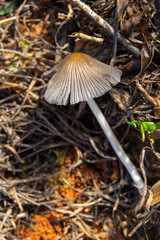 Seta coprinopsis lagopus