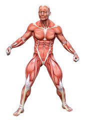 3D Rendering Male Anatomy Figure on White