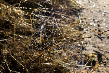 Tela de araña