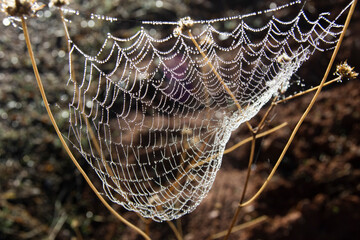Tela de araña con rocio