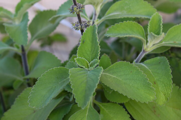 Boldo is a medicinal plant widely used as a home remedy.