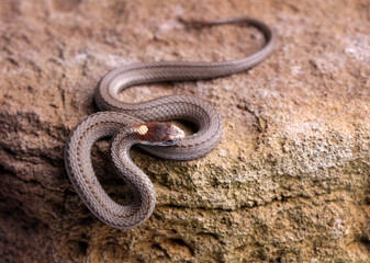 Northern red-belly snake crawling on a rock