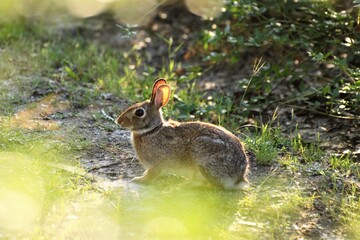 An Eastern Cottontail sitting on the grass, Texas, USA. Close up photo of a small brown wild rabbit in a grassy plain in Texas. Sunset light.
