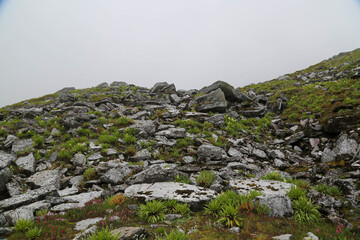 High altitude plants in upper Himalaya India. Altitude effects on plants would include radiation and other meteorological conditions over the course of the day and growing season . High quality photo