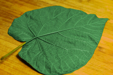 A big leaf colored in strong green standing on wooden plate surface.