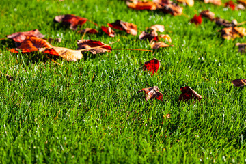 Fallen leaves on the ground.