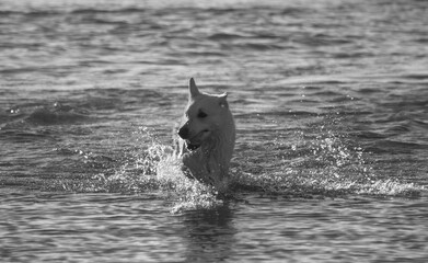dogn in water