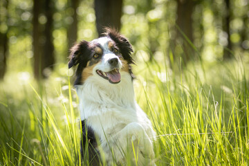 border collie dog