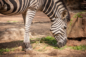 The zebra was eating grass, and the sunlight was coming on it.