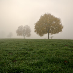 Nebellandschaft im Herbst auf einer Wiese und Laubbäumen mit Herbstlaub