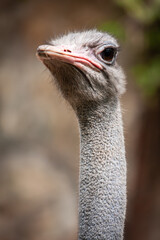 close up to the face of ostrich and blurred background