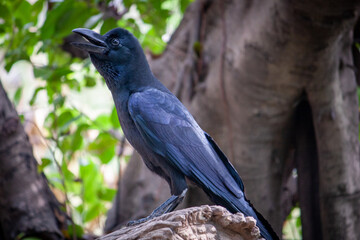 A black crow perched on a branch and a green leaf blurred background