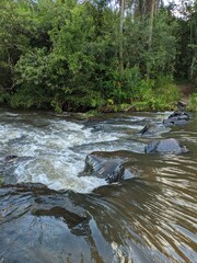 stream in the forest