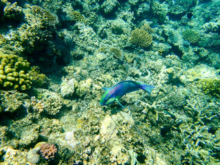 Naklejka premium Parrotfish in the Great Barrier Reef