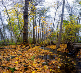 Autumn colored leafs next to an small stream in forest landscape