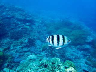 Fototapeta na wymiar Damselfish / Indo-Pacific sergeant in the Great Barrier Reef