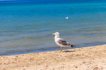 Seagull on a sandy beach of the Black sea
