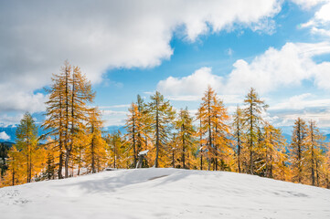 Beautiful larch tress surrounded with early snow during autumn.