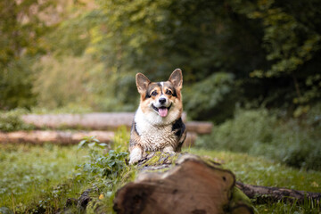 Naklejka na ściany i meble dog in the forest