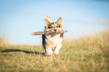 dog running in the grass