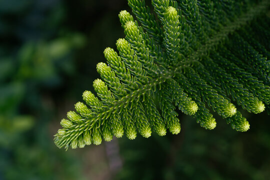 Norfolk Island Pine Leaf