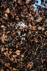 Wild beehive in a bush in the Canadian wilderness.