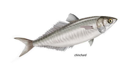 poisson, chinchard, isolé, aliment, pêche, blanc, animal, frais, brut, fruits de mer,  ailette, eau de mer, frais, cuisiner, attraper, sain, nature, mer, argent, fraîcheur, queue, fleuve, viande, nage
