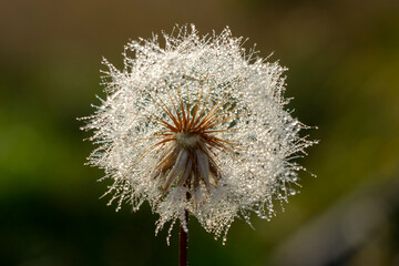 dandelion with iridescent water drops in the rays of the sun