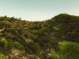 green forest in the mountains
