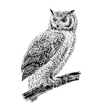 Owl on a branch. Engraving style. Black ink brush texture. Black and white.