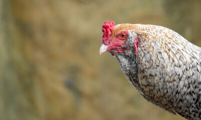 healthy rooster or hen in an ecological and natural farm with copy space