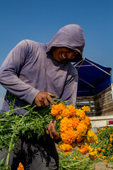 Closeup shot of a farmer cutting Marigold flowers in a field