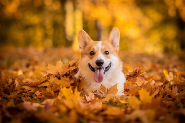 dog in the autmn park