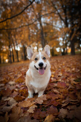dog in autumn park
