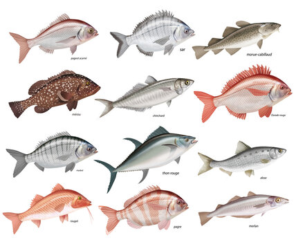 poisson, thon rouge, cageot carn&eacute;, m&eacute;rou, morue, cabillaud, chinchard, dorade rouge, marbr&eacute;, alose, rouget, pagne, merlan,  , poisson, isol&eacute;, aliment, p&ecirc;che, blanc, animal, frais, brut, fruits de mer,