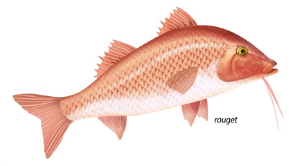 poisson, rouget , poisson, isolé, aliment, pêche, blanc, animal, frais, brut, fruits de mer,  ailette, eau de mer, frais, cuisiner, attraper, sain, nature, mer, argent, fraîcheur, queue, fleuve, viand