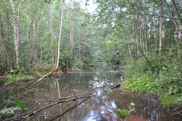 Obraz premium river in the forest