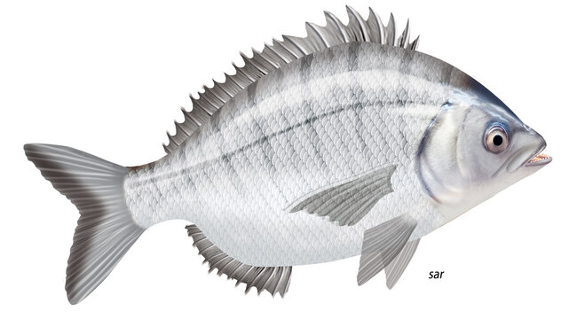 poisson, sar , poisson, isol&eacute;, aliment, p&ecirc;che, blanc, animal, frais, brut, fruits de mer,  ailette, eau de mer, frais, cuisiner, attraper, sain, nature, mer, argent, fra&icirc;cheur, queue, fleuve, viande, 