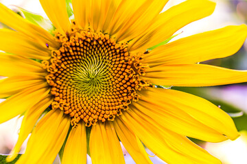 Sunflower in a small home garden during late summer at Roseburg Oregon