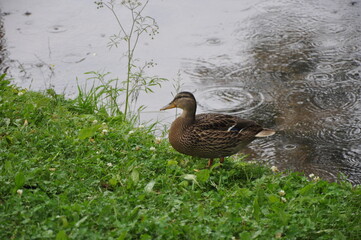 duck on a pond