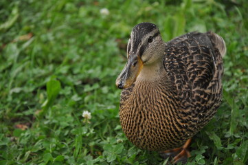 female mallard duck on the grass